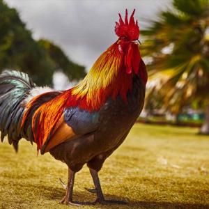 Foods Named After Animals Quiz Rooster