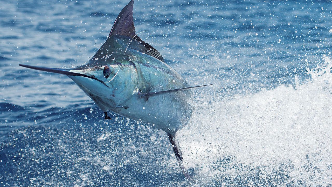 Most People Can’t Match 16/24 of These National Animals to Their Country on a Map – Can You? Blue Marlin Fish