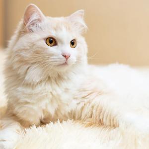 🐰 Pick Your Favorite Pet Companion for These Scenarios and We’ll Reveal Your True Mental Age 🐶 Cat