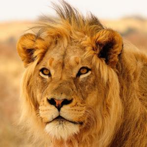 Can We Accurately Guess Your Zodiac Element Just by the Team of Animals You Build? Lion