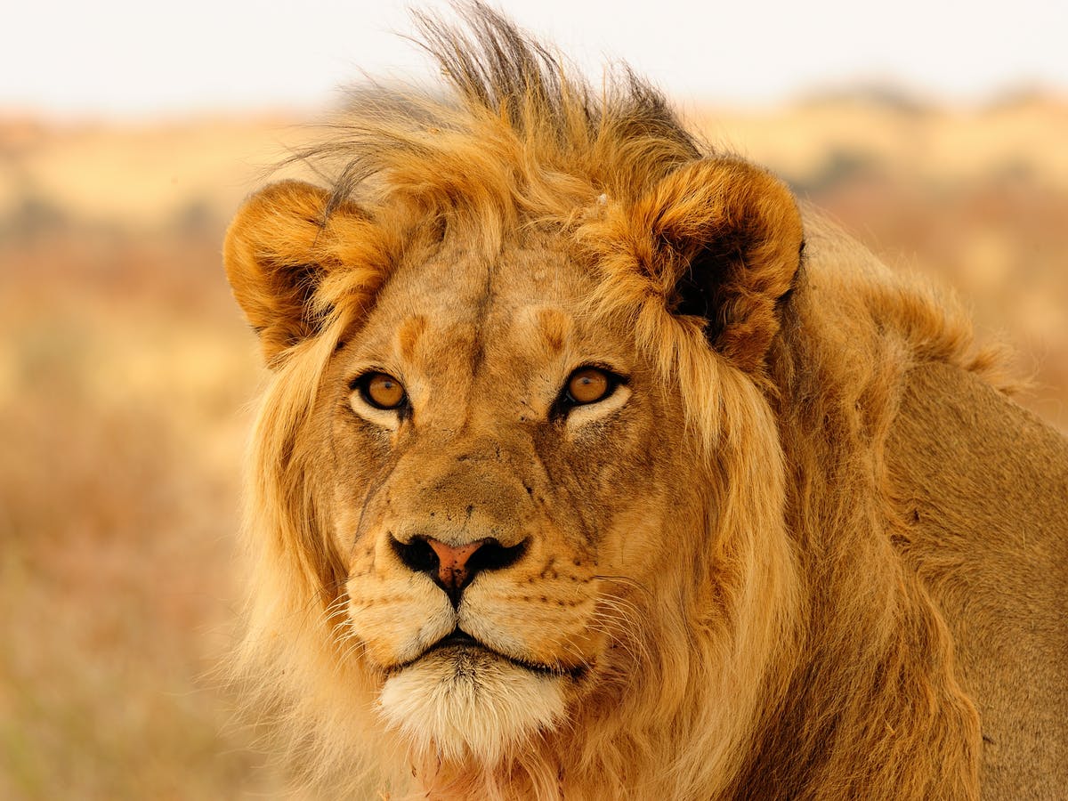 This 25-Question General Knowledge Quiz Will Determine If You Know a Little or a Lot Lion predator carnivore