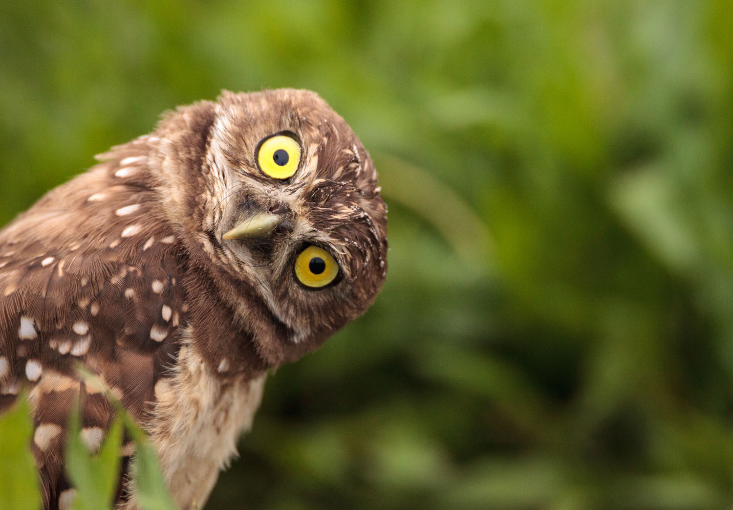 This Strange Animal Facts Quiz Gets Harder With Each Question — Can You Get 10/15? Funny Burrowing Owl Athene Cunicularia Tilts Its Head Outside It