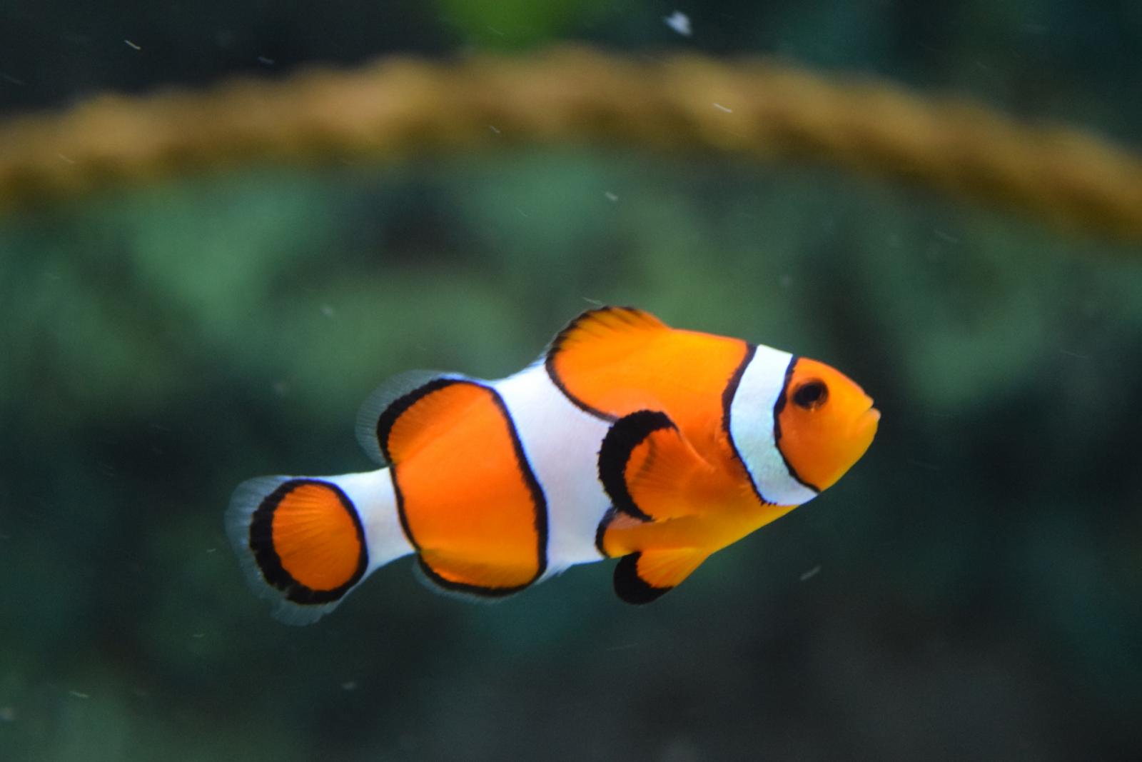 This Strange Animal Facts Quiz Gets Harder With Each Question — Can You Get 10/15? Clown Fish Swimming Ultimate Guide