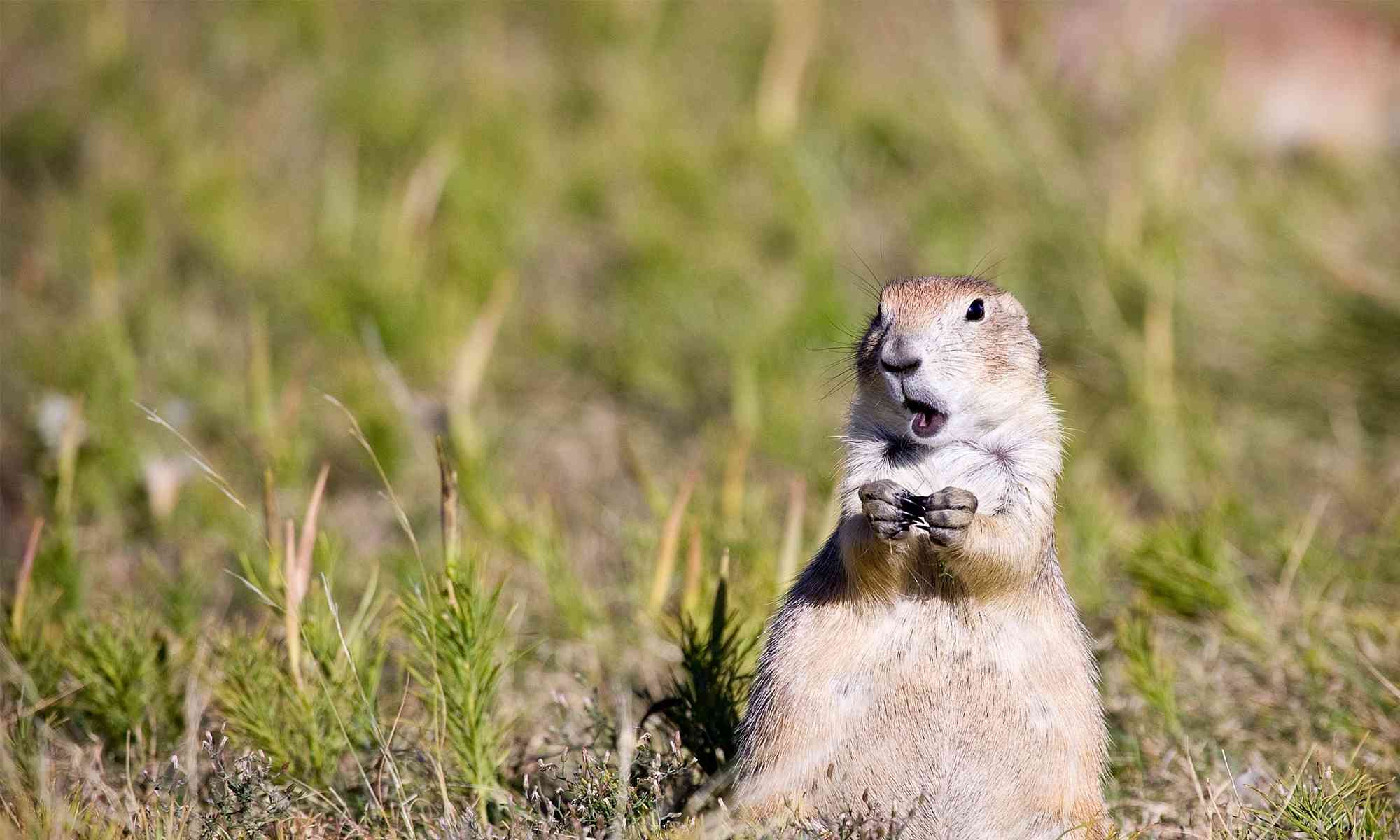 This Strange Animal Facts Quiz Gets Harder With Each Question — Can You Get 10/15? Prairie Dog Heidi Pinkerton Header