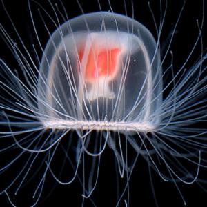 This Strange Animal Facts Quiz Gets Harder With Each Question — Can You Get 10/15? Turritopsis dohrnii jellyfish