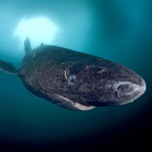 This Strange Animal Facts Quiz Gets Harder With Each Question — Can You Get 10/15? Greenland shark