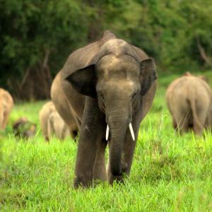 This Strange Animal Facts Quiz Gets Harder With Each Question — Can You Get 10/15? Asian elephants