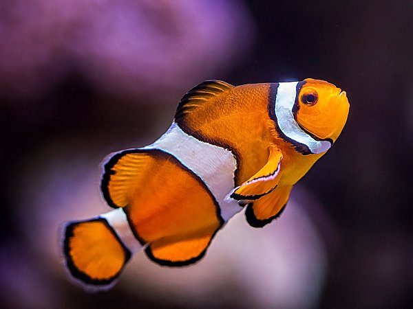 Whenever Someone Tells Me They Know a Lot About Everything, I Ask Them to Take This Quiz Images Uploads Clownfish 600 Q85