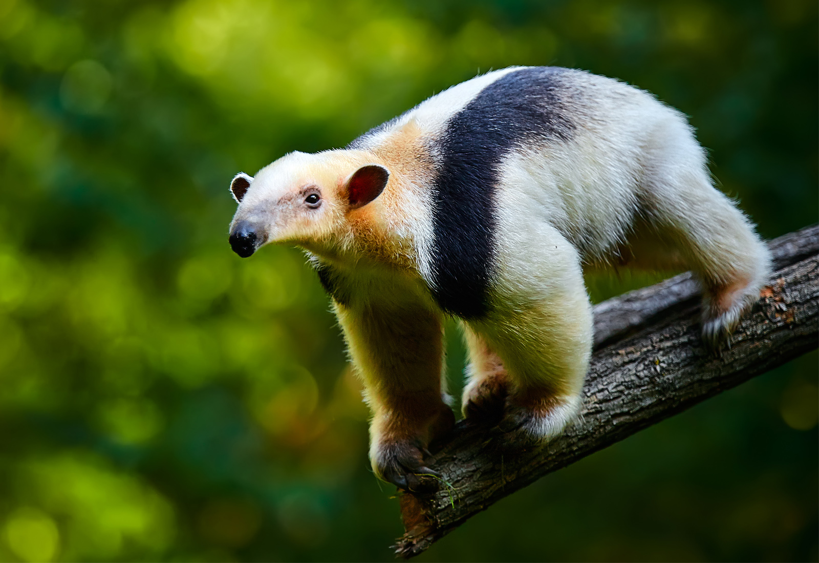 Half the Population Can’t Pass This Random Trivia Quiz, And I Doubt You Can Either Southern Tamandua Tamandua Tetradactyla In Brazil Rain Forest.