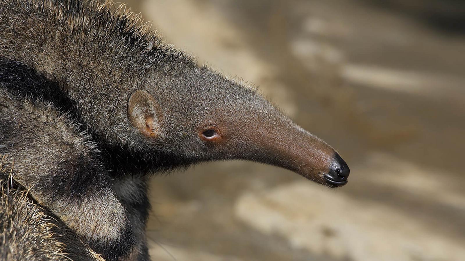 Quiz Answers Beginning With A Animals Hero Giantanteater