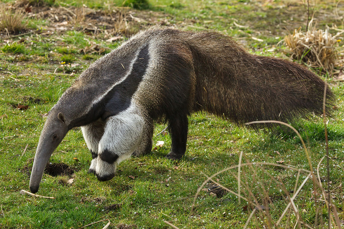 This Strange Animal Facts Quiz Gets Harder With Each Question — Can You Get 10/15? Giant Anteater (myrmecophaga Tridactyla), Also Known As The Ant