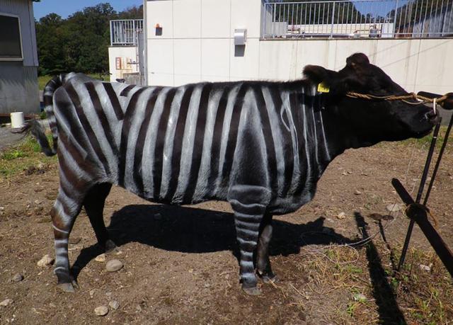 This Strange Animal Facts Quiz Gets Harder With Each Question — Can You Get 10/15? Plos One Zebra Cow