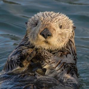 Can We Accurately Guess Your Zodiac Element Just by the Team of Animals You Build? Sea otter