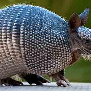 This Strange Animal Facts Quiz Gets Harder With Each Question — Can You Get 10/15? Nine-banded armadillos
