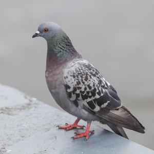 This Strange Animal Facts Quiz Gets Harder With Each Question — Can You Get 10/15? Pigeon