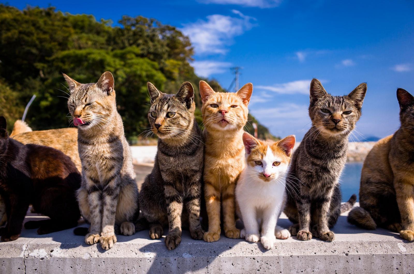 I Bet You Can’t Get 14/18 on This Geography Quiz Japan Aoshima Cat Island
