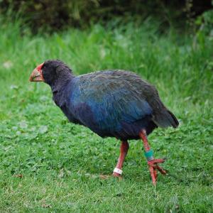 I Bet You Can’t Get 14/18 on This Geography Quiz Takahe