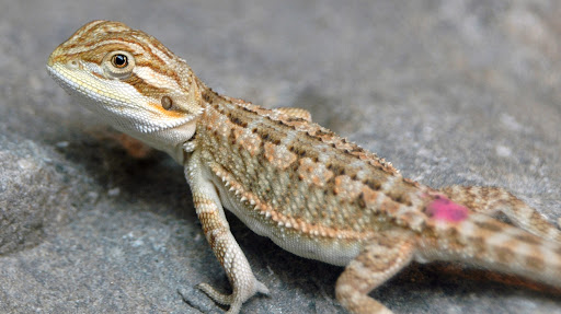 Only Super Smart Will Score Better Than 12 on This Big, Bigger, Biggest Animal Quiz Lizard
