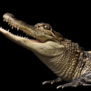 Second Largest Animals American alligator