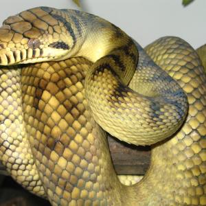 If You Pass This Quiz WIth Flying Colors, Then You Definitely Know Enough About Science Python