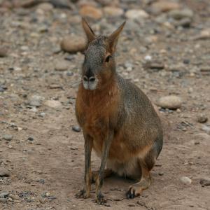 🐋 Only the Super Smart Will Score Better Than 12/17 on This Big, Bigger, Biggest Animal Quiz Patagonian mara