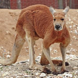 🐋 Only the Super Smart Will Score Better Than 12/17 on This Big, Bigger, Biggest Animal Quiz Red kangaroo