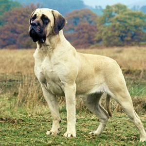 🐕 Help These Celebrities Adopt a Dog to Find Out Who Your Celeb BFF Is English Mastiff