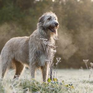 🐕 Help These Celebrities Adopt a Dog to Find Out Who Your Celeb BFF Is Irish Wolfhound