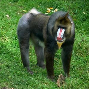 🐋 Only the Super Smart Will Score Better Than 12/17 on This Big, Bigger, Biggest Animal Quiz Mandrill