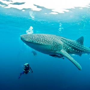 🐋 Only the Super Smart Will Score Better Than 12/17 on This Big, Bigger, Biggest Animal Quiz Whale shark