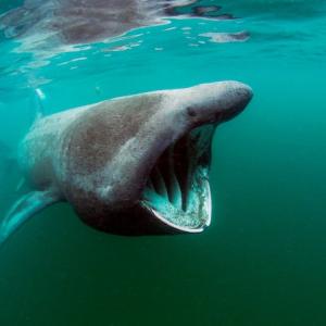 Second Largest Animals Basking shark