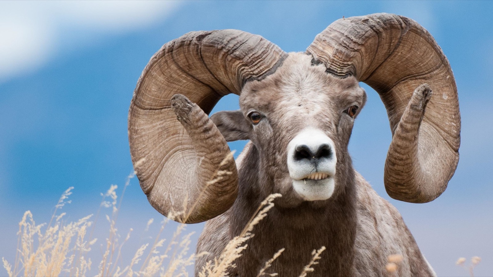 🐻 Can You Identify These US States Based on Their Official Animals? Bighorn sheep ram