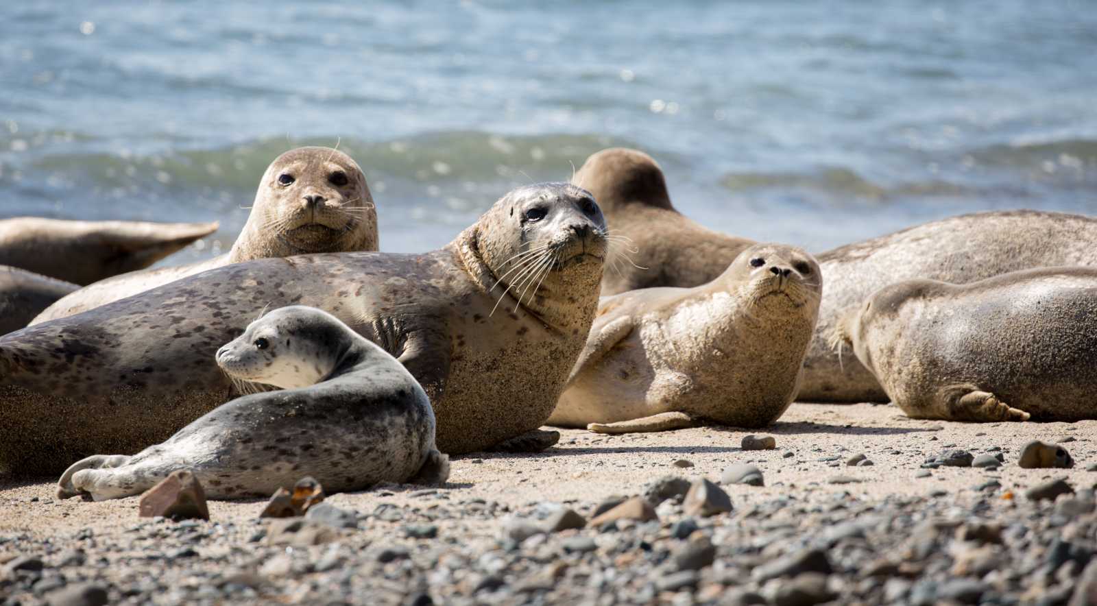 🐻 Can You Identify These US States Based on Their Official Animals? Harbor Seal