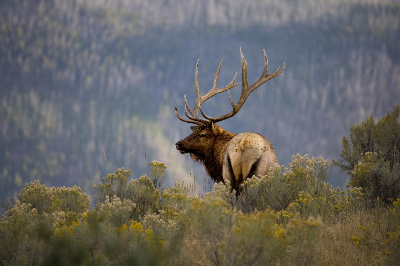 🐻 Can You Identify These US States Based on Their Official Animals? Rocky Mountain Elk