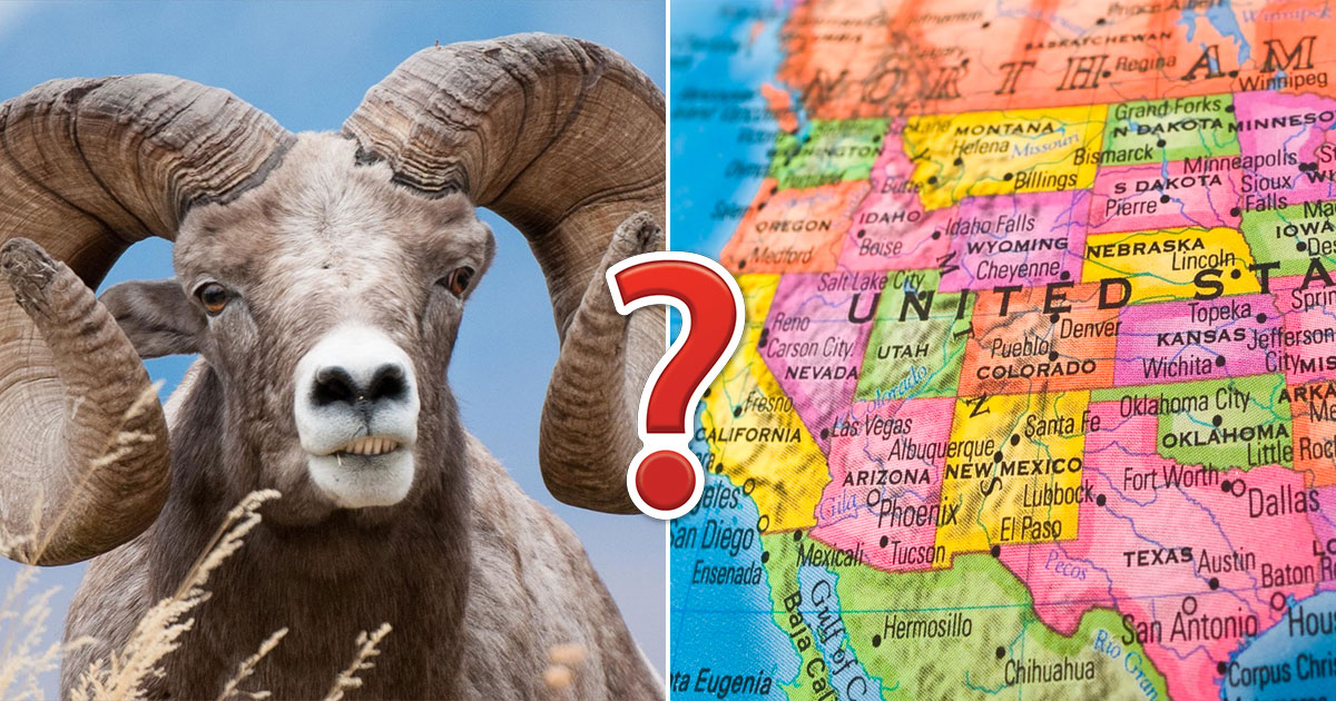 🐻 Can You Identify These US States Based on Their Official Animals?