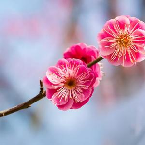 Can We Guess Your Nationality in a Past Life? Plum blossom