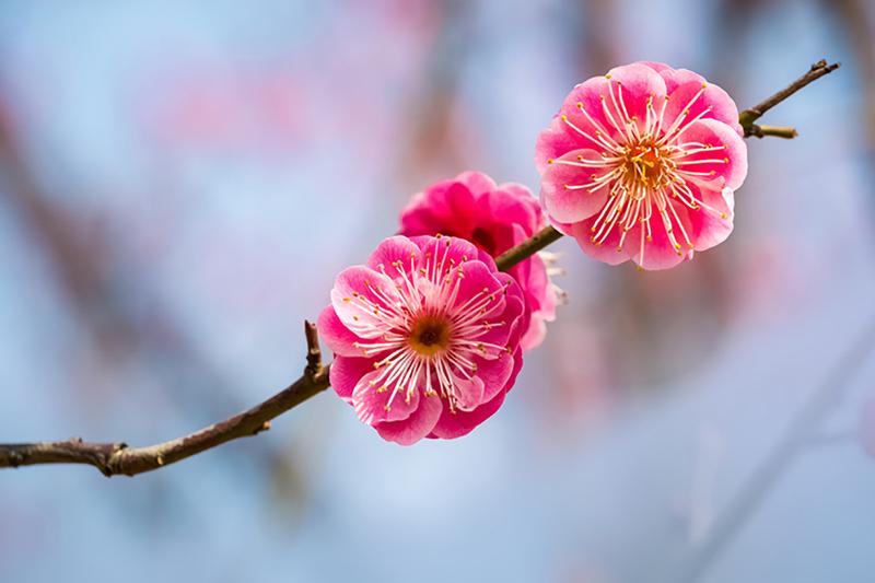 If You Can Get 100% On This 25-Question Mixed Knowledge Test, Your Intelligence Leaves Me Speechless Two Red Plum Flowers