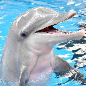 This Strange Animal Facts Quiz Gets Harder With Each Question — Can You Get 10/15? Bottlenose dolphin