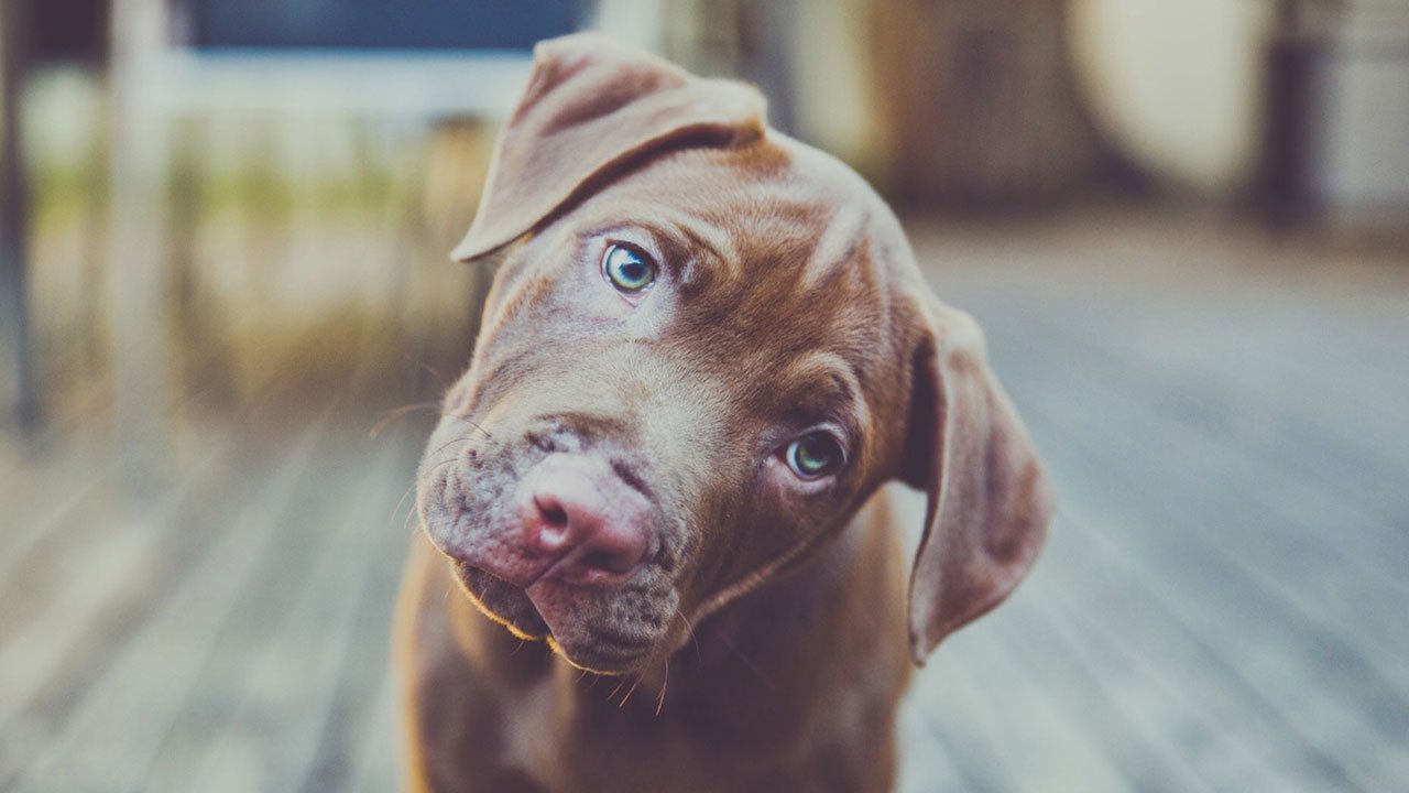 Your Random Knowledge Is Lacking If You Don’t Get 15/25 on This Quiz Confused Dog Confusion