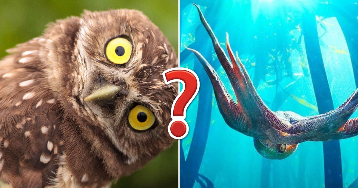 This Strange Animal Facts Quiz Gets Harder With Each Question — Can You Get 10?