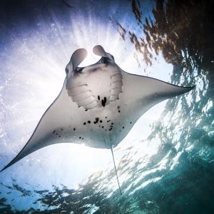 Second Largest Animals Manta ray
