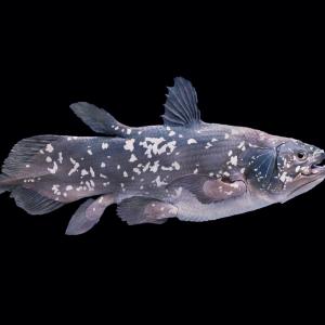 🐋 Only the Super Smart Will Score Better Than 12/17 on This Big, Bigger, Biggest Animal Quiz Coelacanth