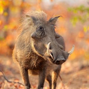 🐋 Only the Super Smart Will Score Better Than 12/17 on This Big, Bigger, Biggest Animal Quiz Warthog