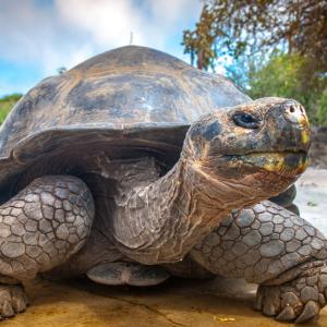 🐋 Only the Super Smart Will Score Better Than 12/17 on This Big, Bigger, Biggest Animal Quiz Giant tortoise