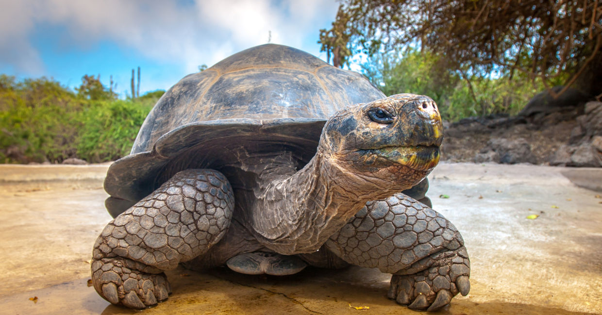 If You Paid Attention in School, You Shouldn’t Break a Sweat Passing This Science “True or False” Quiz Galápagos giant tortoise