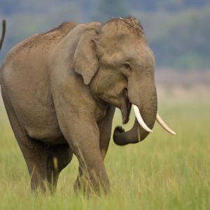 Pick Strongest Among Things To Know Your Greatest Stren… Quiz Elephant