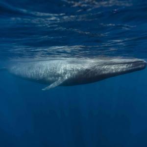 It’s Time to Chill and Try Your Hands at This Easy Mixed Knowledge Quiz Blue whale