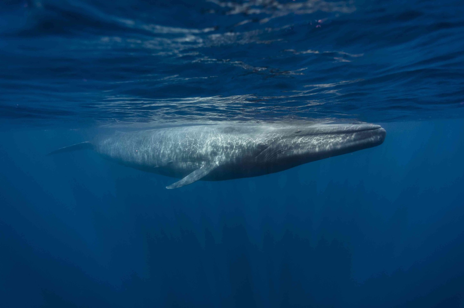 Passing This Animal Kingdom Quiz Is the Only Proof You Need to Show You’re the Smart Friend Blue Whale