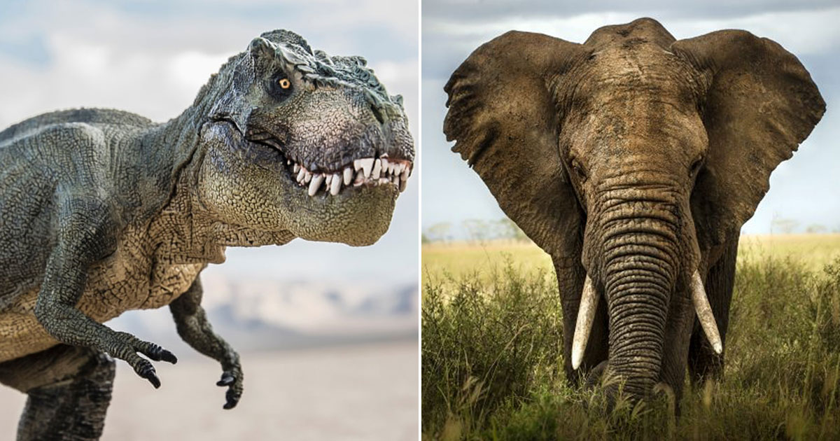 Only Super Smart Will Score Better Than 12 on This Big, Bigger, Biggest Animal Quiz