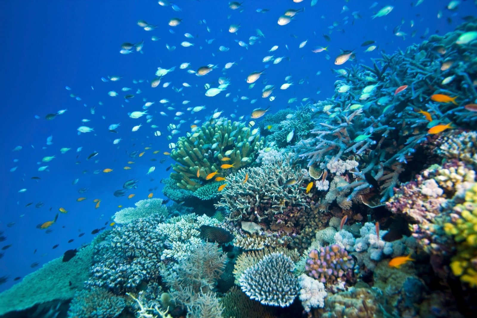 Only People Who Are Obsessed With Trivia Will Be Able to Pass This Quiz Great Barrier Reef, Australia Fish Underwater Ocean